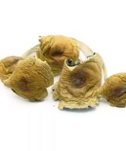 Big Daddy Psilocybe Cubensis