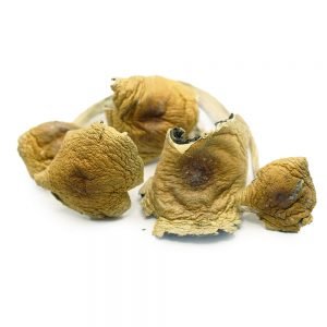 Big Daddy Psilocybe Cubensis